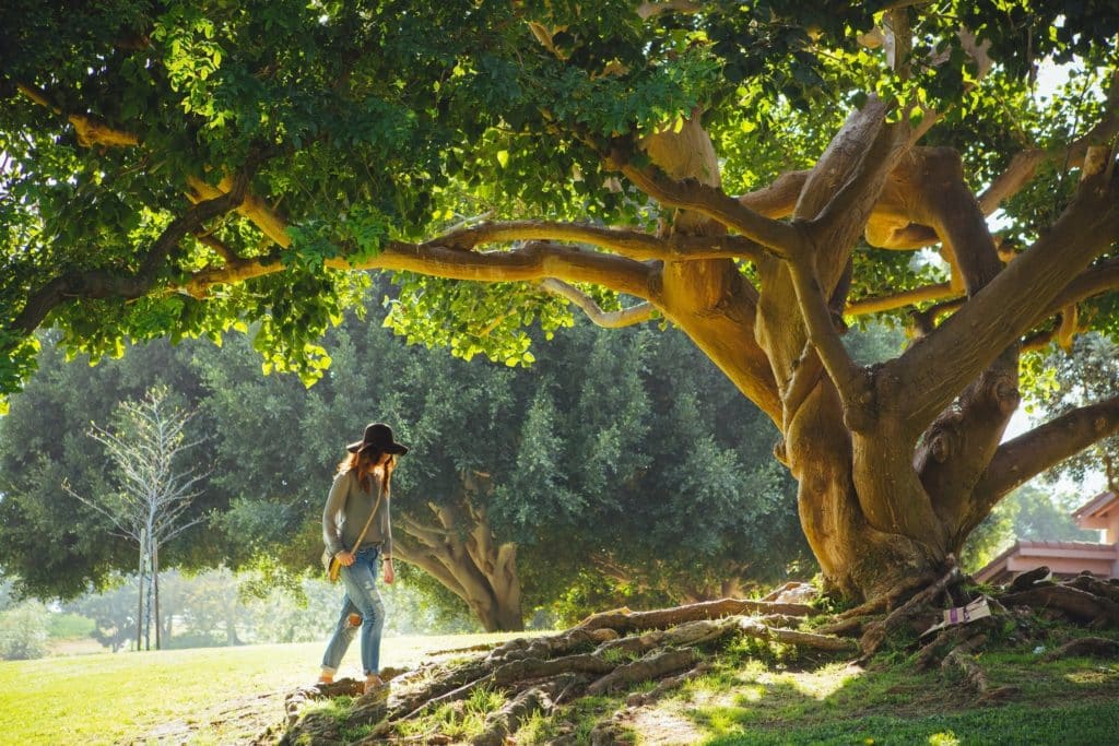 racines arbre sur un terrain en diffus