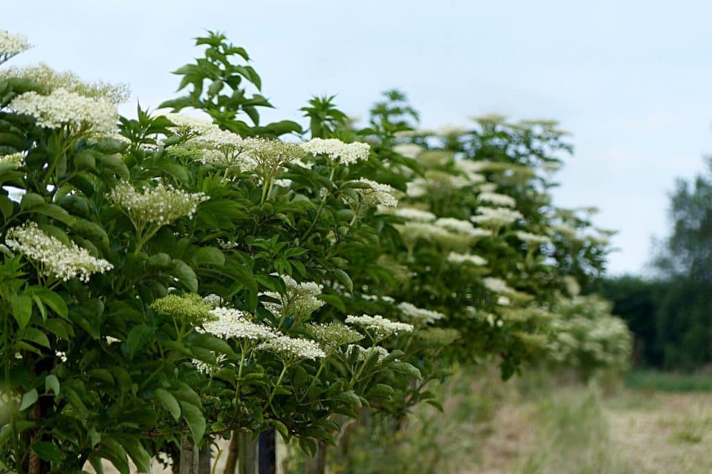 préserver les plantes et arbustes sauvages pour vos futurs aménagements extérieurs